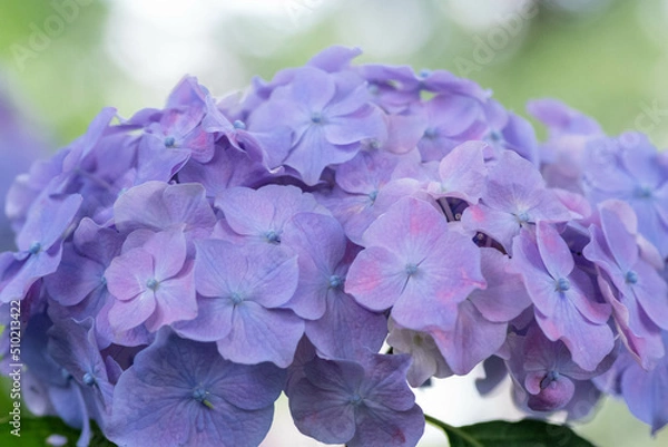 Obraz 初夏に咲く満開の紫陽花