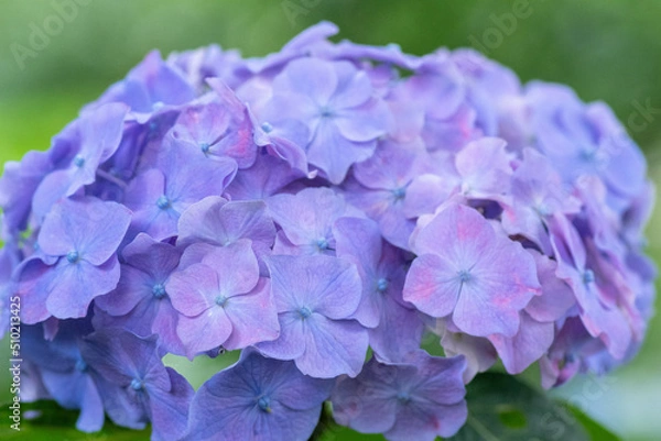 Obraz 初夏に咲く満開の紫陽花