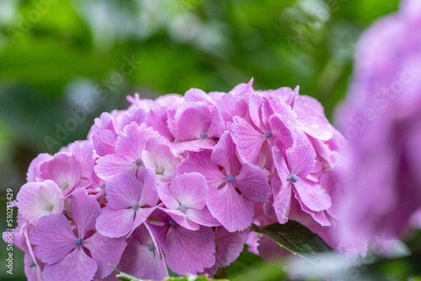 Obraz 初夏に咲く満開の紫陽花