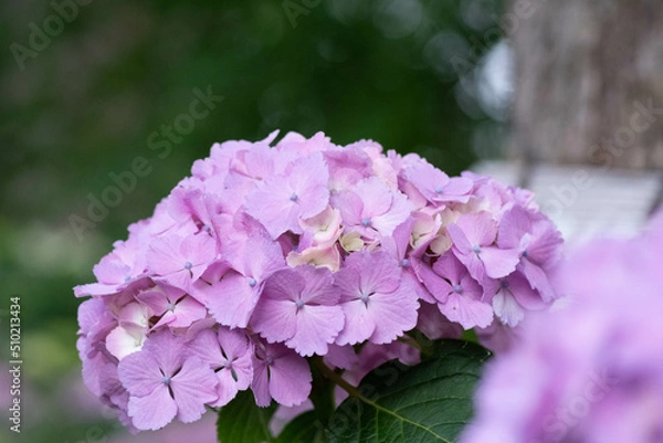 Obraz 初夏に咲く満開の紫陽花