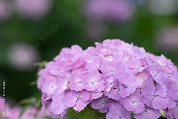 Fototapeta 初夏に咲く満開の紫陽花