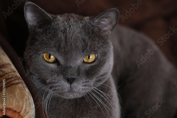 Obraz A gray Shorthair cat with yellow eyes looking at the camera.