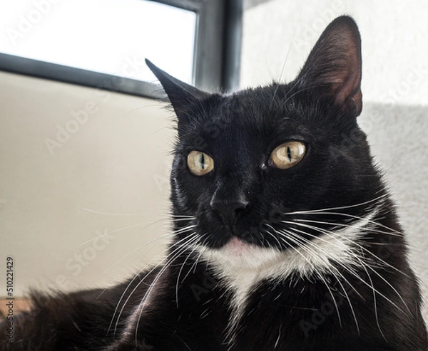 Obraz black kitten with white chest close-up