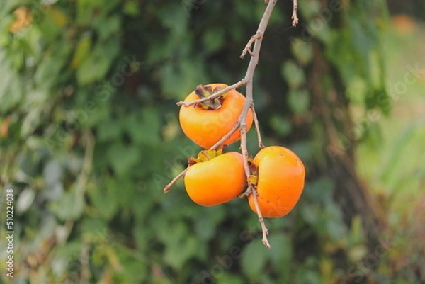 Fototapeta 柿の実