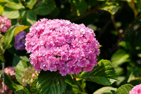 Fototapeta 紫陽花