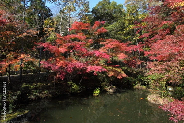 Fototapeta 池の畔の紅葉
