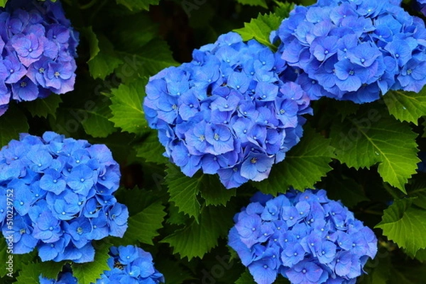 Obraz blue hydrangea flowers