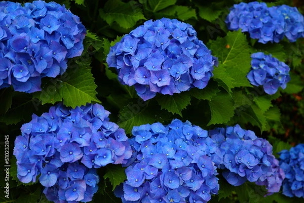 Obraz blue hydrangea flowers