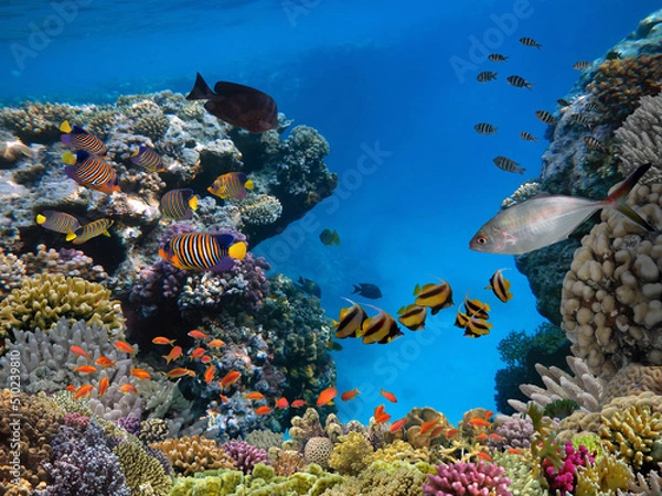 Obraz Underwater scene. Coral reef and fish groups