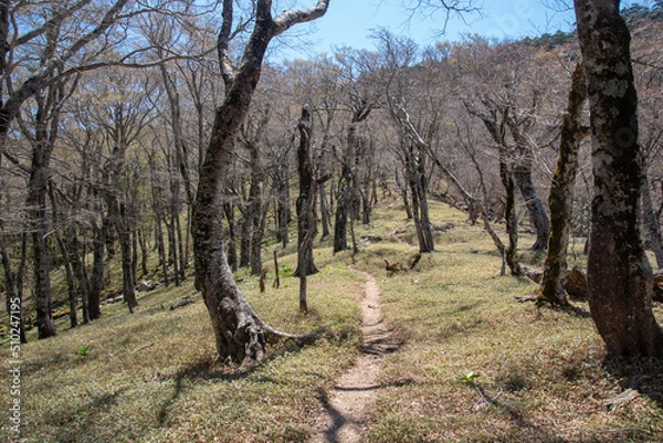 Fototapeta 大台ケ原