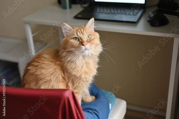 Obraz 椅子でおすわりする猫（マンチカン）