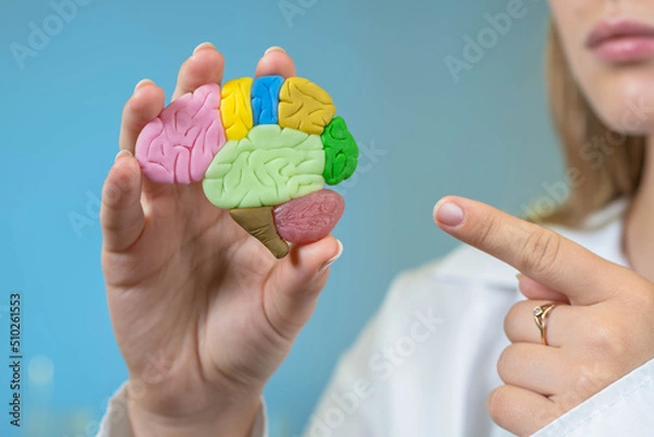 Fototapeta Study of brain. Brain model in different colors. Mind people metaphor. Female hands with miniature human brain. Intelligence study concept. Selective focus. Girl pointing her finger.