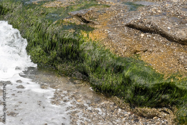 Fototapeta Seashore with rocky area full of algae.
