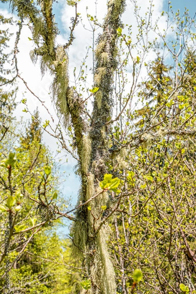 Fototapeta Straw beard lichen, other fungi and moss on the tree branch