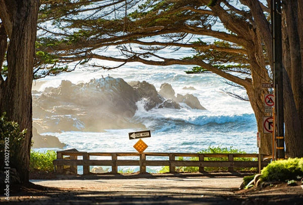 Fototapeta Trees on coast with ocean in background