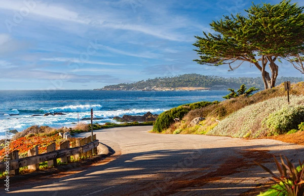 Fototapeta Trees on coast with ocean in background