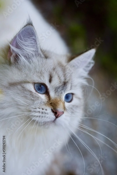 Fototapeta Beautiful Neva Masquerade kitten in forest in summer