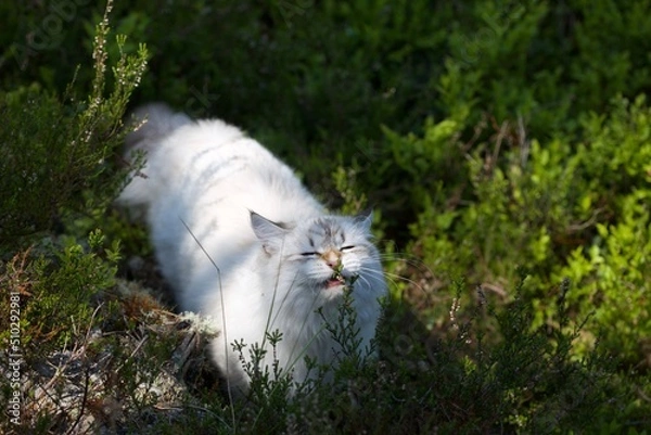 Obraz Beautiful Neva Masquerade kitten in forest in summer