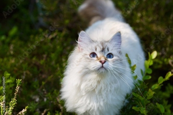 Fototapeta Beautiful young Neva masquerade kitten