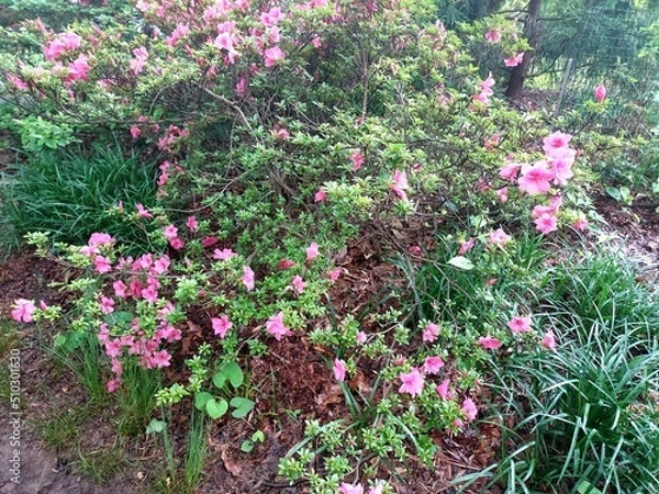 Obraz flowers in the garden
