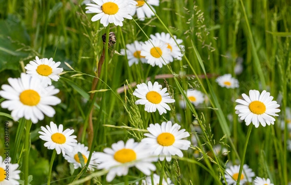 Obraz Great view of the blooming daisies in the natural meadow. National plant in Latvia. Summer Solstice. Midsummer night. 