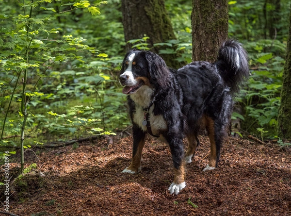 Obraz Young Bernese Mountain Dog