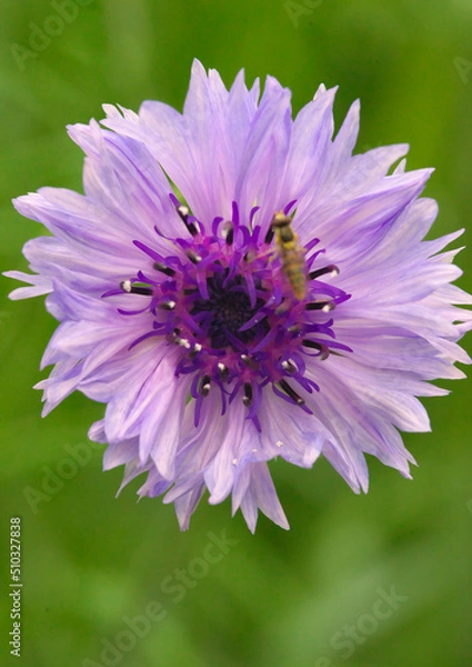 Fototapeta ヤグルマギクの花　紫色