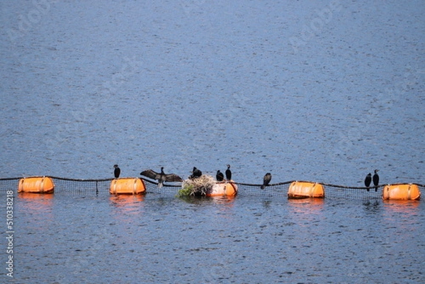 Fototapeta カワウ