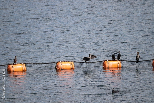 Fototapeta カワウ