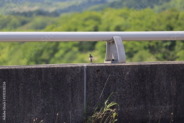 Fototapeta ハクセキレイ