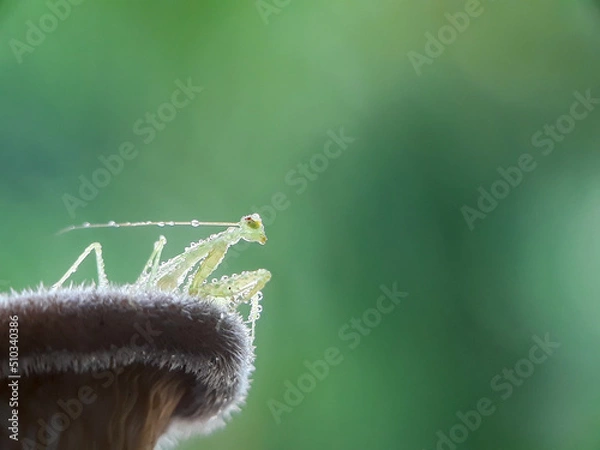 Obraz Macro insects in meadows with a natural background and blurry 