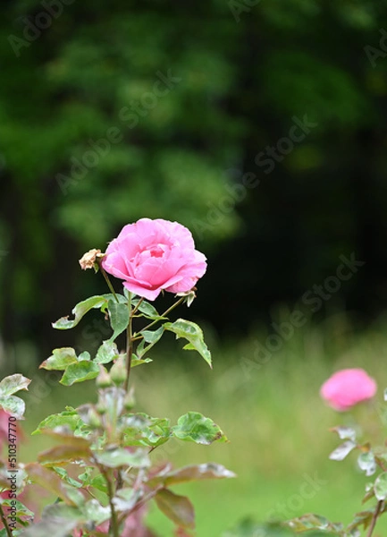 Obraz ピンクの薔薇の花