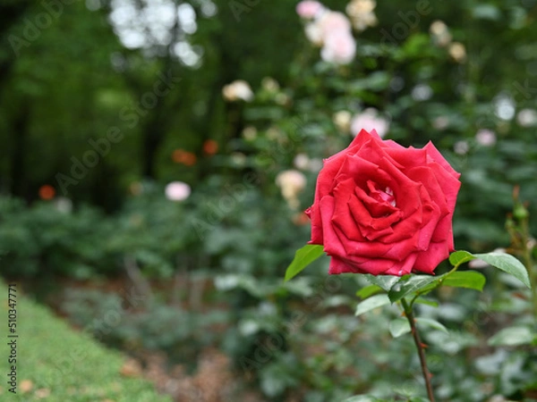 Obraz 真っ赤な一輪の薔薇