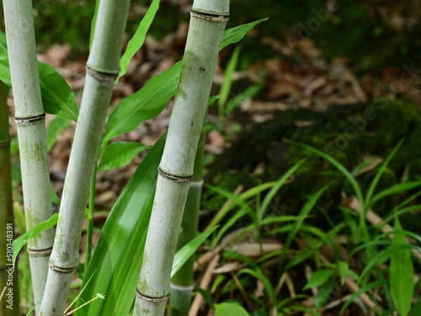 Obraz 竹林と苔むした岩