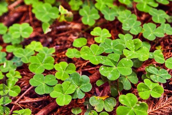 Fototapeta Lush green clovers and pine needles detail of forest floor