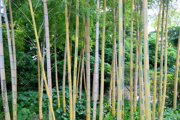Fototapeta 快晴の公園に伸びる竹林と雑草（東京都千代田区）
