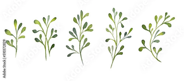 Obraz Set of watercolor rose design elements, flowers, leaves, twigs, shoots, branches, botanical illustration isolated on white background