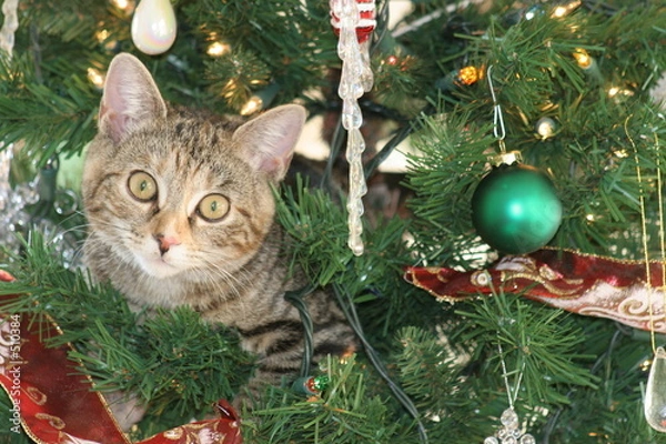 Obraz kitten in a christmas tree