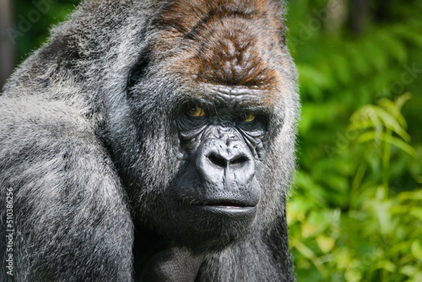 Fototapeta Portrait of a gorilla (western lowland gorilla )