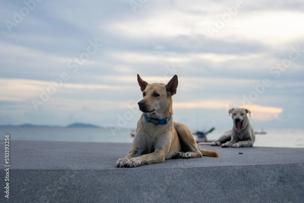 Fototapeta two sad dogs sitting on the floor with clear sky