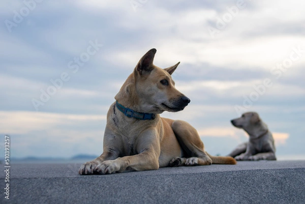 Fototapeta two sad dogs sitting on the floor with clear sky