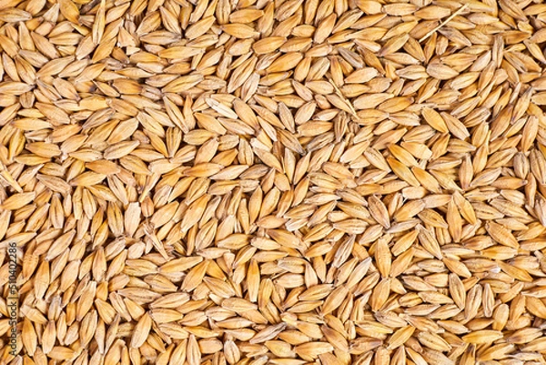 Obraz Background or texture of Unpeeled barley grains