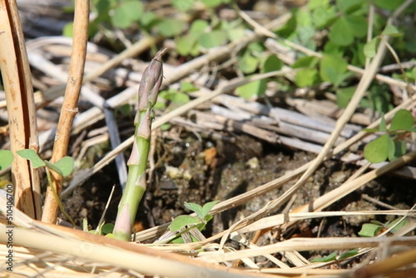 Fototapeta アスパラガスの新芽