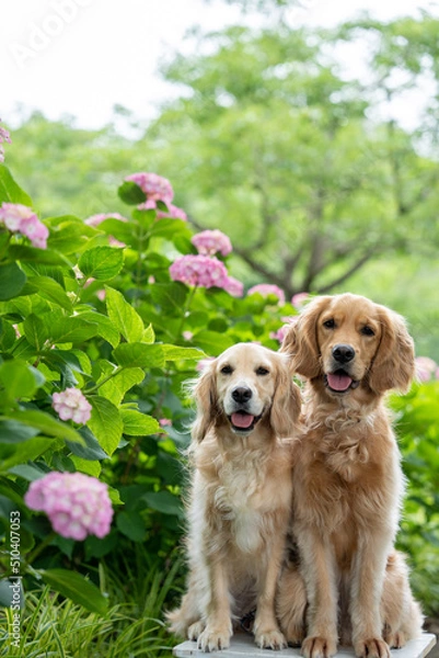 Fototapeta 相模原北公園／ゴールデンレトニエル
