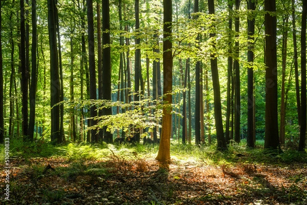 Fototapeta Summer beech forest