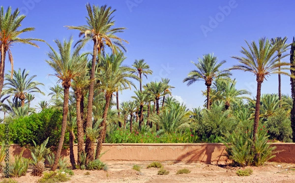 Obraz Morocco, Marrakech: palm trees