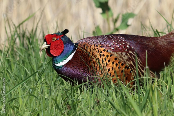 Fototapeta Pheasant