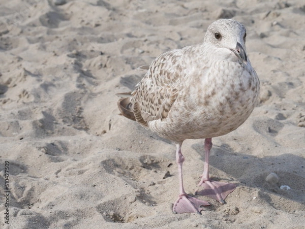 Fototapeta seagull on the beach