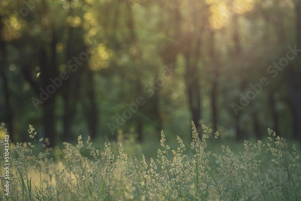 Fototapeta Close-up grass wallpaper. Beautiful fresh green spring grass with shining sun and sun rays. Soft focus. Vegetative background with wildflowers, a panorama of a sunny meadow, macro, bokeh