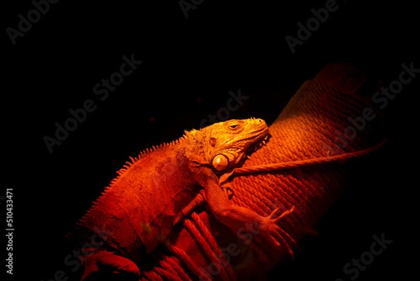 Fototapeta Infrared heat lamp for reptile and amphibian care. Green iguana relaxing and warming up under the red glow of a heat lamp in the tank. Iguana lying on tree branch under red light in terrarium.